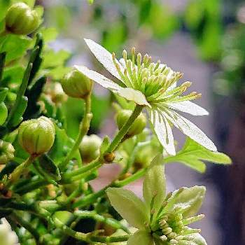 クレマチス鉢栽培の画像 by raizouさん | クレマチスとクレマチス ピクシーとクレマチス鉢栽培