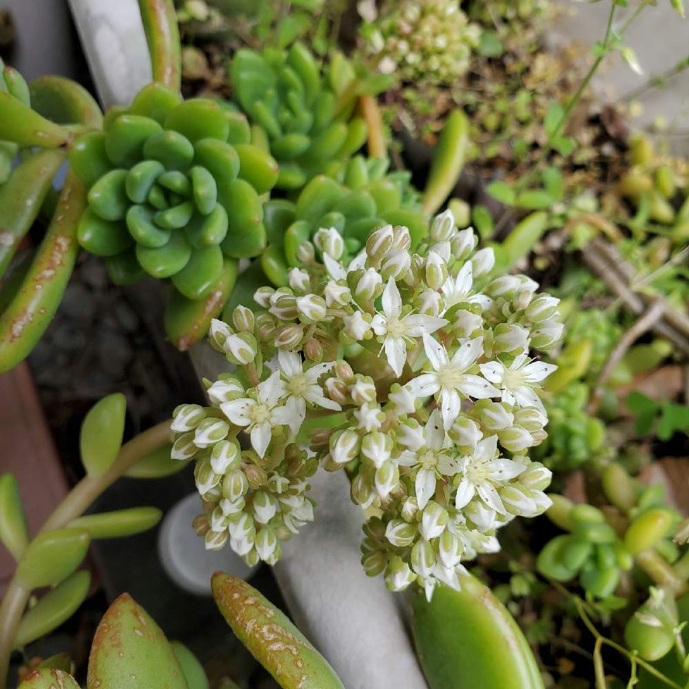 セダムの投稿画像 By Tsukicoさん 多肉植物と白い花と多肉植物の花 21月4月5日 Greensnap グリーンスナップ