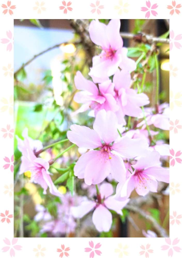 花海棠の投稿画像 By Chachaさん 癒されてと と優しい花いろと4月5日の誕生花 21月4月5日 Greensnap グリーンスナップ