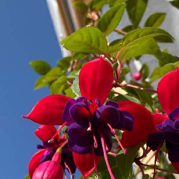 暖かいお日様の下での画像 by ミルクさん | 小さな庭とフクシアとキュンキュン乙女倶楽部とiPhone11Proで撮影と春が来たかなと素敵な色と楽しませてくれてありがとうとMyGardenと長野県と暖かいお日様の下でと花のある暮らしとGSアダルトチームと我が家の赤い花