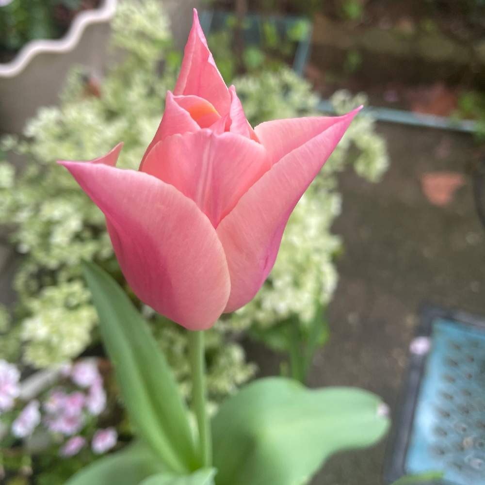 チューリップの投稿画像 By つぶあんさん 大好きと可愛い色と可愛いと花のある暮らしと芽だし球根 21月4月5日 Greensnap グリーンスナップ