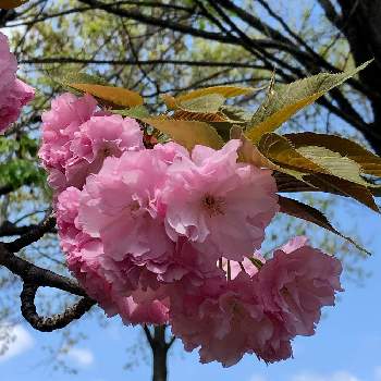 おいしそうの画像 by hieeeさん | おいしそうとGS3年生と公園と 八重桜と散歩と大阪と多肉3年生とさくら
