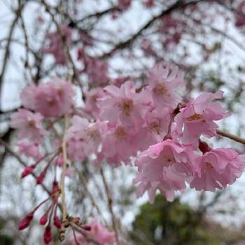 仙台しだれ桜の投稿画像一覧 Greensnap グリーンスナップ