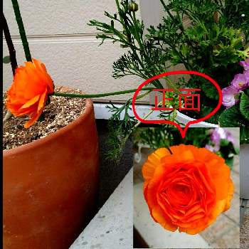 オレンジの投稿画像一覧 Greensnap グリーンスナップ