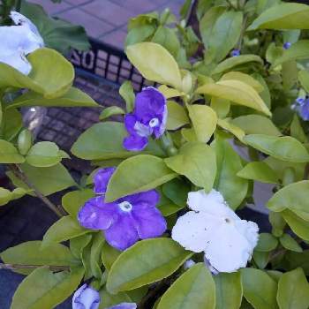 ニオイバンマツリの花の画像 by じゅんさん | お出かけ先と㊗️lavenderの香りさん600picとチームブルーNO.076と花は・花は・花は咲くとニオイバンマツリの花と春よ来い、早く来いと青い小さな花マニアとコロナに負けるな！とピカピカさんにエールを！と医療関係者に感謝‼️としあわせ運べるようにと自然の美と今日も一日お元気でと青い花マニアとチーム・ブルーと『ひとりじゃない、繋がろう』と㊗️ミンちゃん1800picと頑張ろう日本❣️と青い夏の花マニア