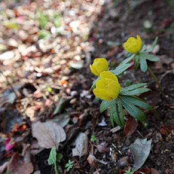 黄花節分草の投稿画像一覧 Greensnap グリーンスナップ 黄花節分草の投稿画像一覧 Greensnap グリーンスナップ