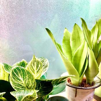 サンスベリア ムーンシャインの投稿画像一覧 Greensnap グリーンスナップ
