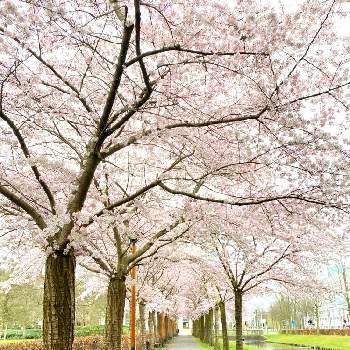 春のお花♡の画像 by フランネルさん | お出かけ先と 桜並木と早朝と春のお花♡と癒し…♡と花のある暮らしとGS皆様ありがとうとさくらとスマホ撮り