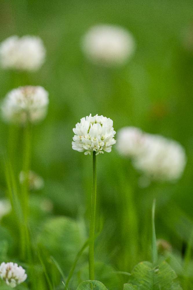 シロツメクサの投稿画像 By しじゅうからさん 多摩川下流 21月4月5日 Greensnap グリーンスナップ