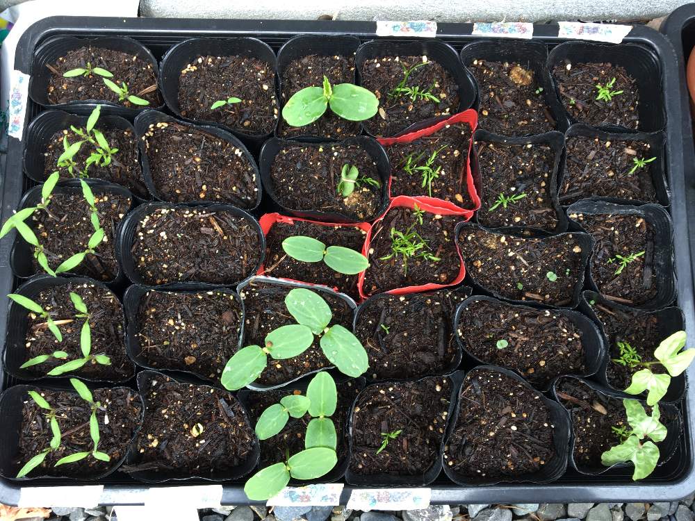 キュウリの投稿画像 By Ai33さん ゴーヤとミニトマトと大葉と朝顔と大葉ニラとゴーヤ 種からと親子で楽しむときゅうり栽培と初心者とおうちde菜園と種まきから育てるとおうち園芸とシソ 大葉 と花のある暮らしと ミニトマトと種蒔き 21月4月5日 Greensnap