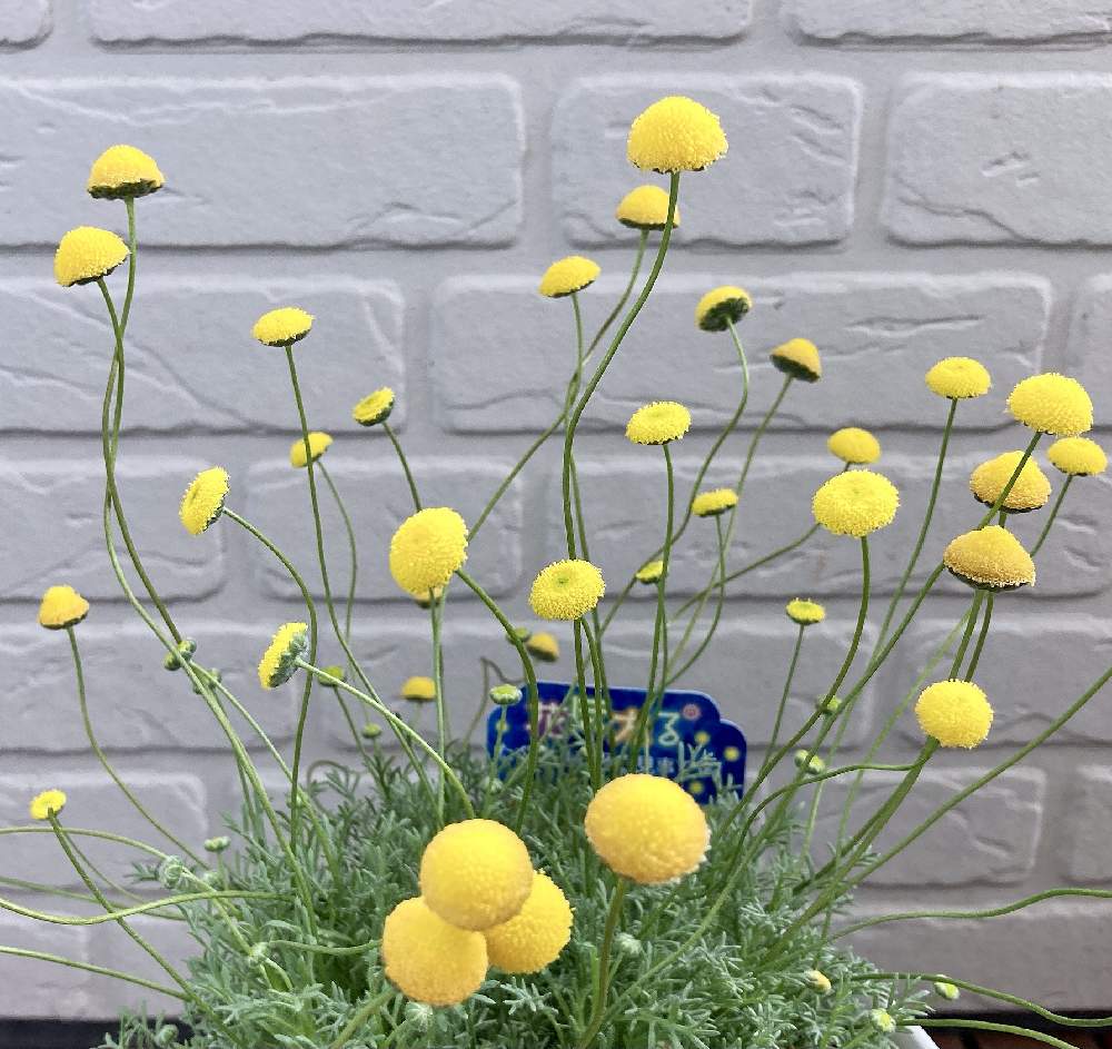 コツラの投稿画像 By なーこさん コツラ バルバータとバルコニー ベランダとベランダガーデニングとお花のある暮らしとガーデニング初心者とお花好きと 花ほたる とベランダガーデニングとお花のある暮らしとガーデニング初心者とお花好きと花ほたる 21月4月5日