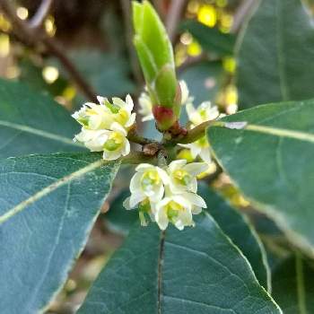 ローリエ 乾燥 の投稿画像一覧 Greensnap グリーンスナップ