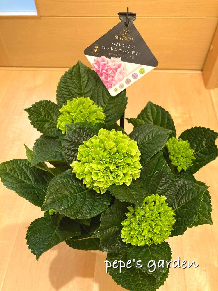 紫陽花 コットンキャンディ の投稿画像 By Pepe さん うつくしま福島と紫陽花 が好き と週末ガーデナーと自己満足とお気に入り と癒しと東北と自分へのご褒美と紫陽花 アジサイ あじさいとがんばろう福島とiphone撮影と紫陽花 コットンキャンディ とうつくしま