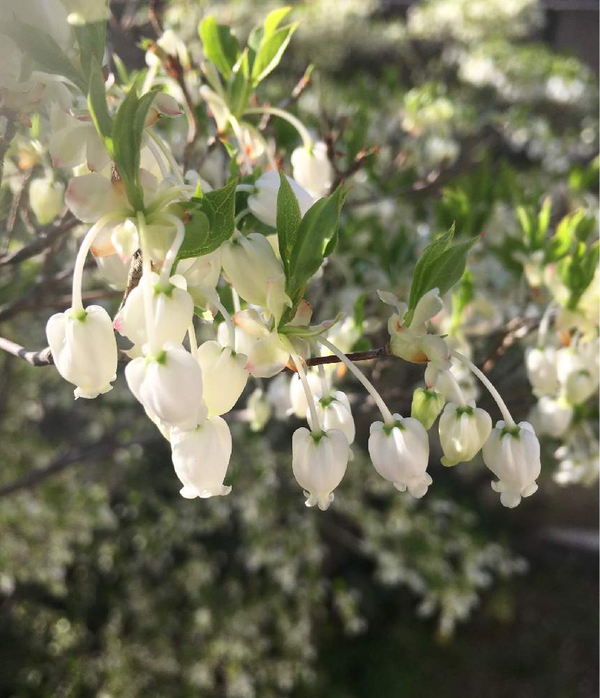 ドウダンツツジの投稿画像 By Manimaniさん ドウダンツツジ と庭木とガーデニングと花のある暮らしと白い花 21月4月5日 Greensnap グリーンスナップ