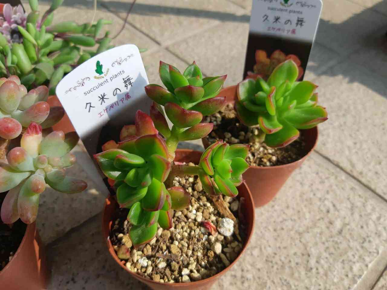 227久米の舞｜🍀GreenSnap（グリーンスナップ）
