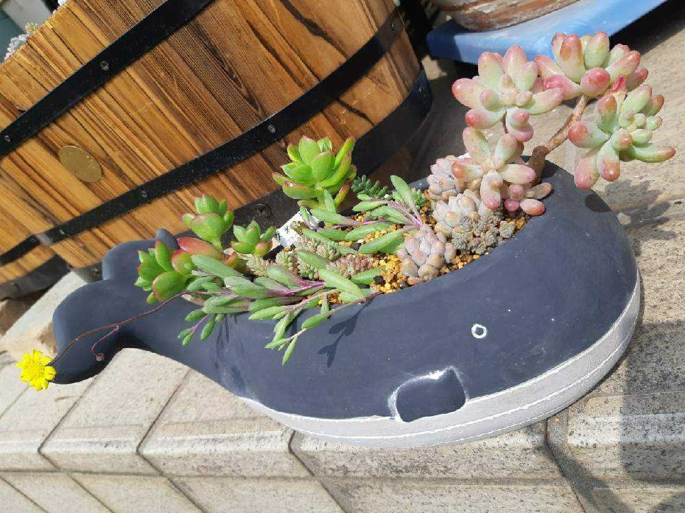 多肉植物 久米の舞♡抜き苗(^○^) 多肉植物 久米の舞♡抜き苗(^○^)