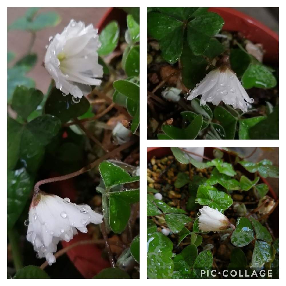 ミヤマカタバミの投稿画像 By なんじぃさん 山野草と花のある暮らしと緑に囲まれてとgsでお買い物と小さな庭と山野草と花のある暮らしと緑に囲まれてとgsでお買い物 21月4月5日 Greensnap グリーンスナップ Greensnap グリーンスナップ