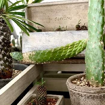 部屋のサボテンの投稿画像一覧 Greensnap グリーンスナップ