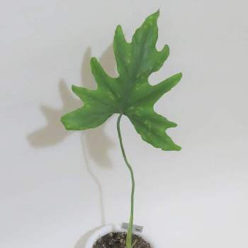 ミニ観葉植物選 卓上に飾れるおしゃれな小さい種類とは Greensnap グリーンスナップ