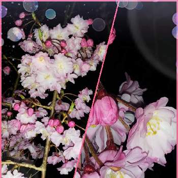 仙台しだれ桜の投稿画像一覧 Greensnap グリーンスナップ