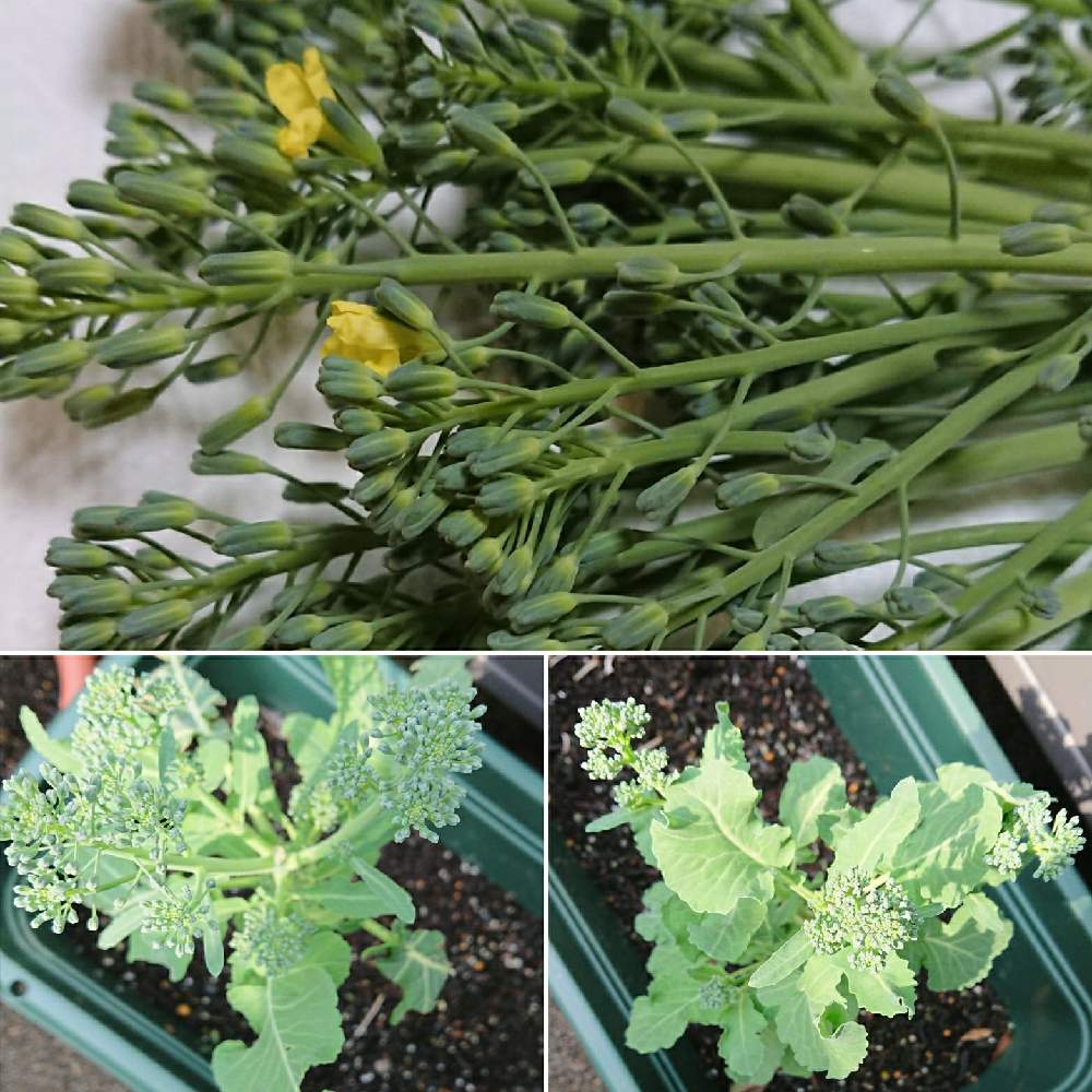 ブロッコリー スティックセニョール の投稿画像 By Kaoさん プランター野菜と元気に育って 21月4月5日 Greensnap グリーンスナップ