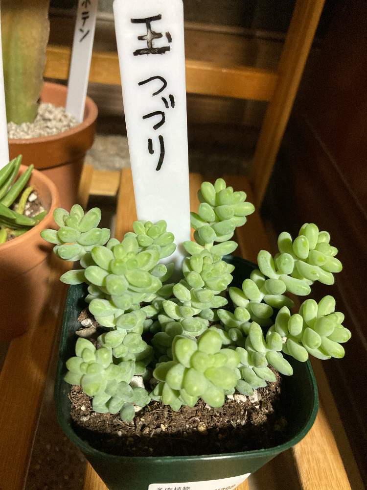 玉つづりの投稿画像 By ドラえもんさん 多肉植物 21月4月5日 Greensnap グリーンスナップ