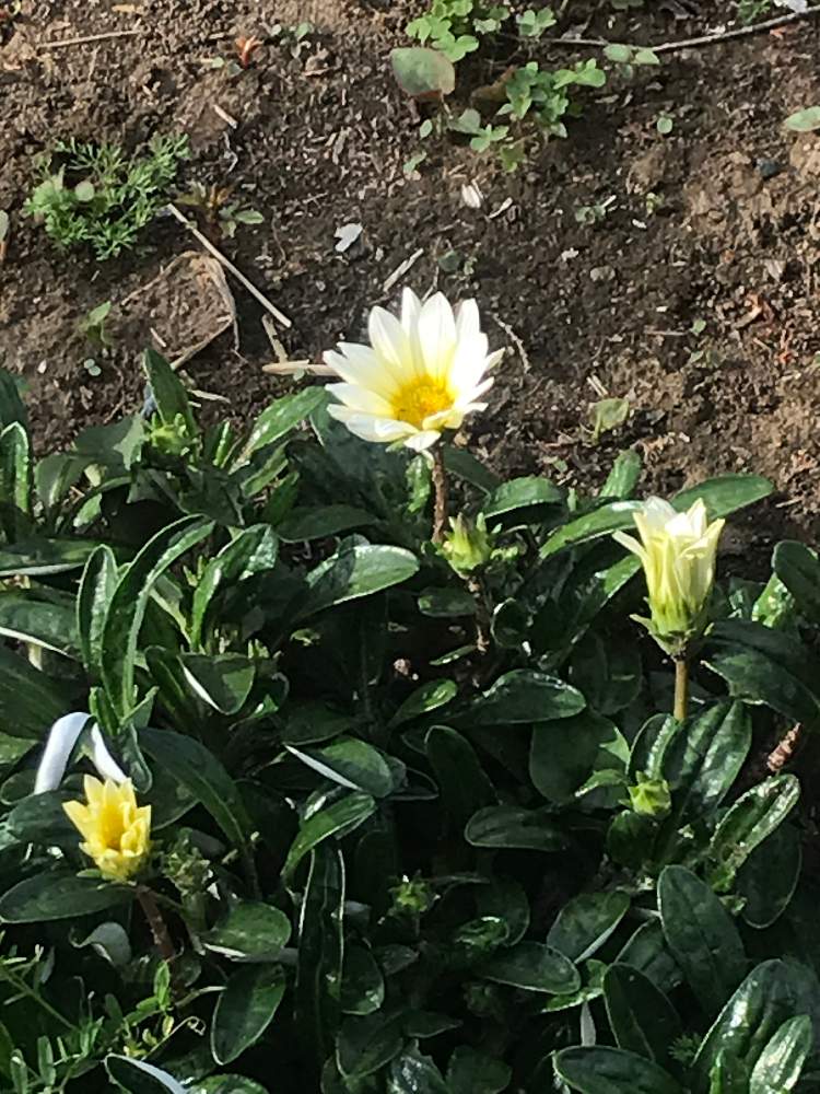 ガザニアの投稿画像 By あの花の名前は僕も知らないなぁさん 21月4月5日 Greensnap グリーンスナップ