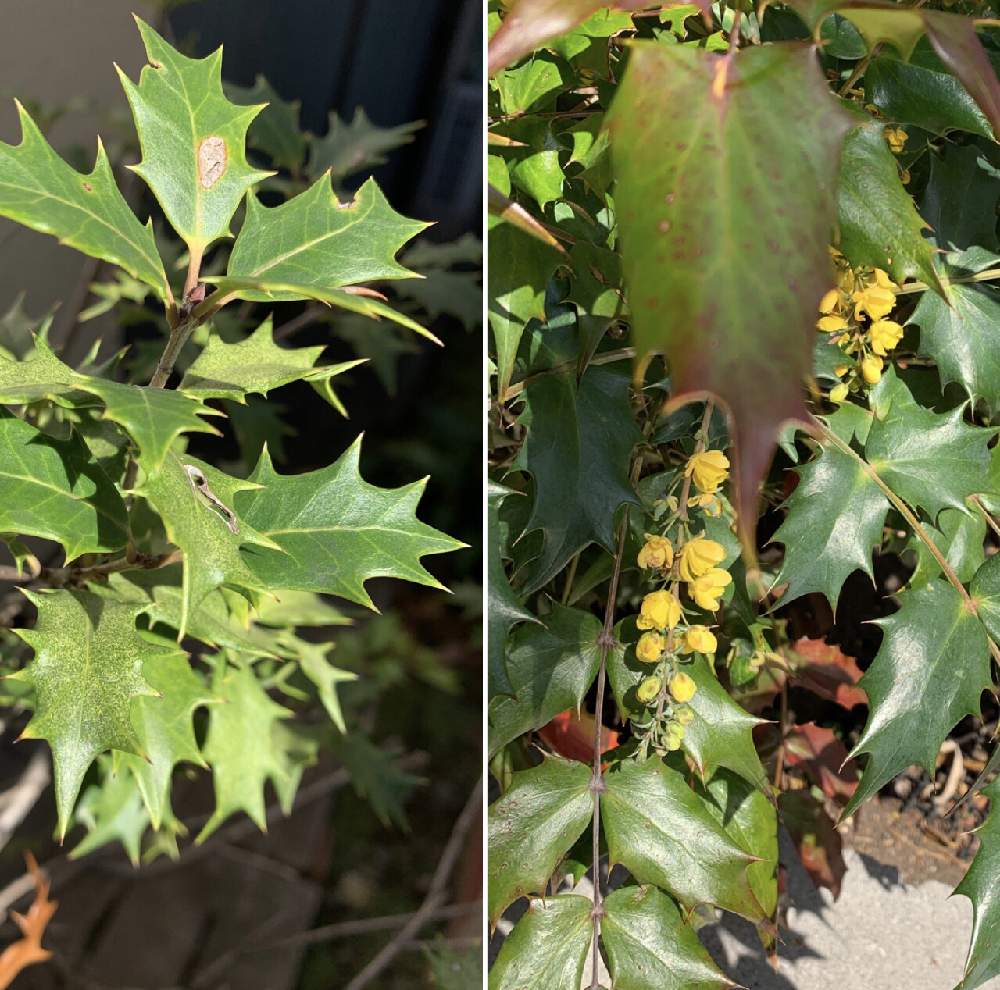 ヒイラギ 柊 の投稿画像 By カタバミさん ヒイラギナンテン 柊南天 とお出かけ先 21月4月5日 Greensnap グリーンスナップ Greensnap グリーンスナップ