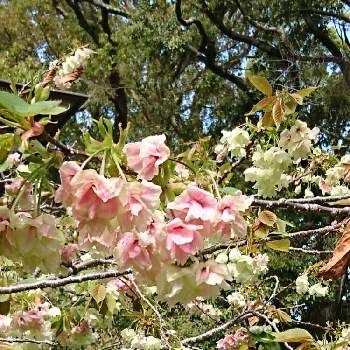 ウコン桜の画像 by ブルームーンＸさん | お出かけ先とウコン桜とお出かけ先☆と『2021桜』フォトコンテスト