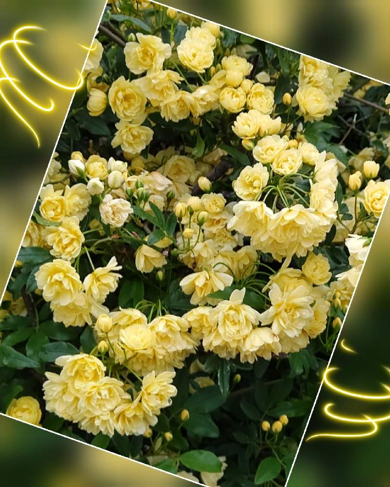 モッコウバラの投稿画像 By ユミティさん 黄色い薔薇 ときいろの花と黄色の花と黄色いお花と黄色いバラ 21月4月5日 Greensnap グリーンスナップ