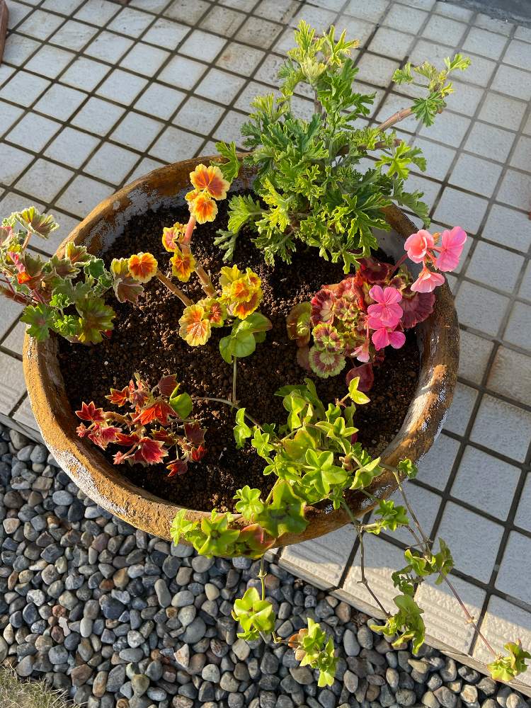 ゼラニウムの投稿画像 By エネコさん 寄せ植え 21月4月5日 Greensnap グリーンスナップ