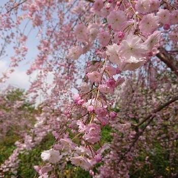 桜さいたの画像 by けいにゃんこさん | ピンクの花と桜だいすきと枝の花と横浜イングリッシュガーデンと桜さいたと『2021桜』フォトコンテスト