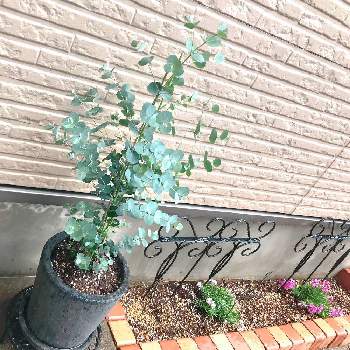 ユーカリ グニーの育て方 土や水やりの方法 栽培のポイントは Greensnap グリーンスナップ