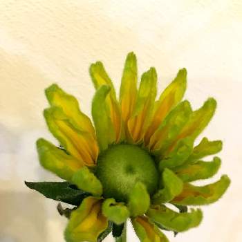 ルドベキア プレーリーサンの投稿画像一覧 Greensnap グリーンスナップ