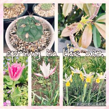 新天地の投稿画像一覧 Greensnap グリーンスナップ