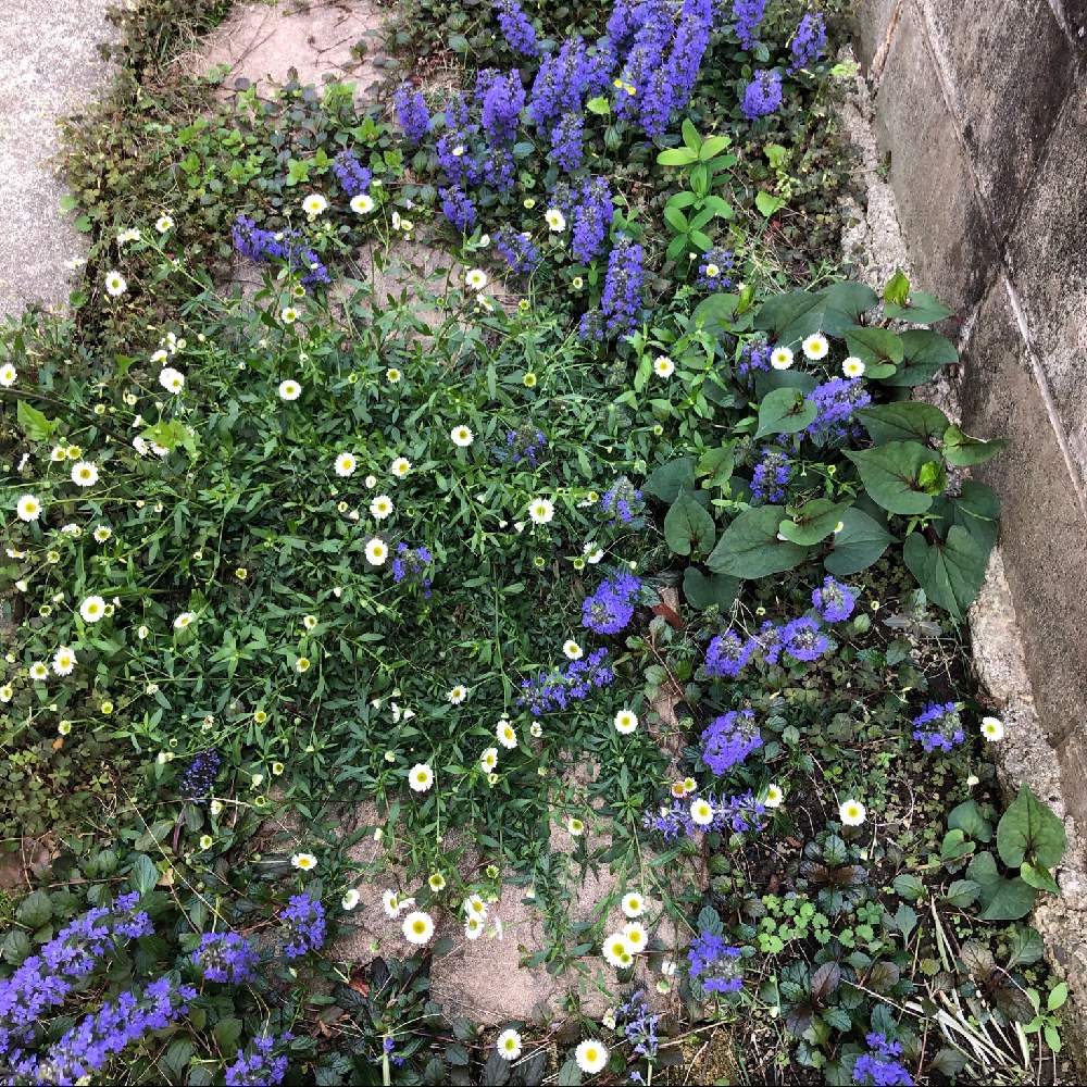 アジュガの投稿画像 By Cheeさん エリゲロン 21月4月5日 Greensnap グリーンスナップ