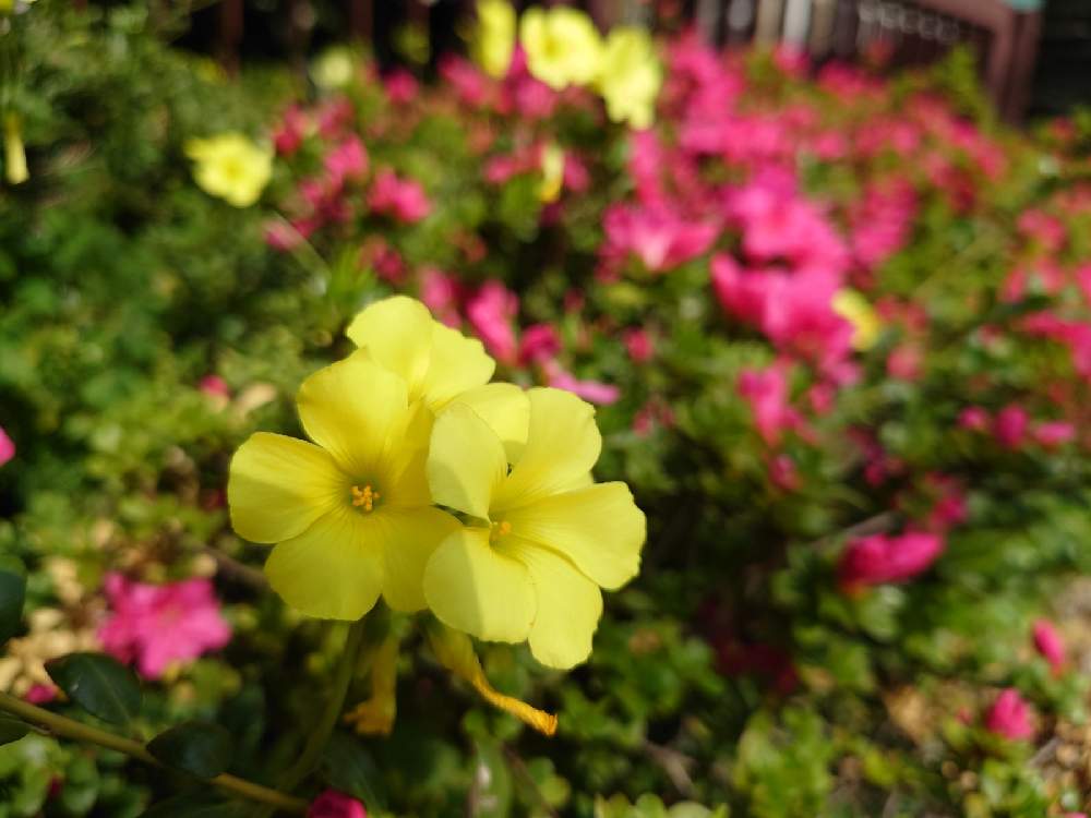 オオキバナ カタバミの投稿画像 By ななさん 花のある暮らしとお使い寄り道散歩 と花 散歩 21月4月5日 Greensnap グリーンスナップ