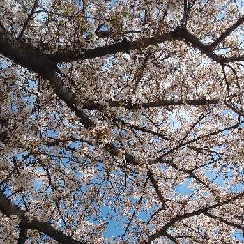 そめいよしのの画像 by ようこさん | さくら 桜 サクラとさくらとそめいよしの