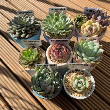 リエールカレンダーセット21の投稿画像一覧 Greensnap グリーンスナップ