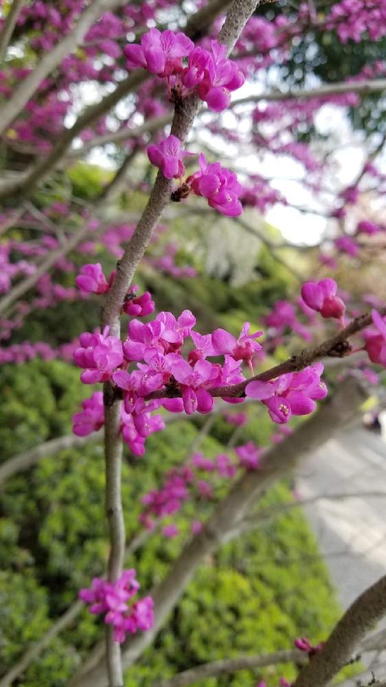 ハナズオウの投稿画像 By Ocarina0905さん 野の花とスマホ撮影と野草と樹木と山野草と公園と紫色の花とgs映えと黄色い花と野生化と赤い花 と4月の花と頑張ろう九州 とチーム福岡 21月4月5日 Greensnap グリーンスナップ