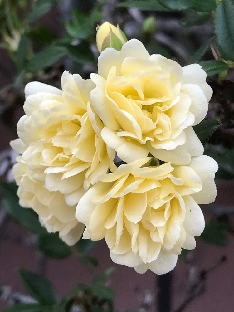 モッコウバラの投稿画像 By ひめだかさん 常緑と日光好きと花木と花期長いとバラ科と庭木と花のある暮らしとつる性と耐寒性と地植え 21月4月5日 Greensnap グリーンスナップ