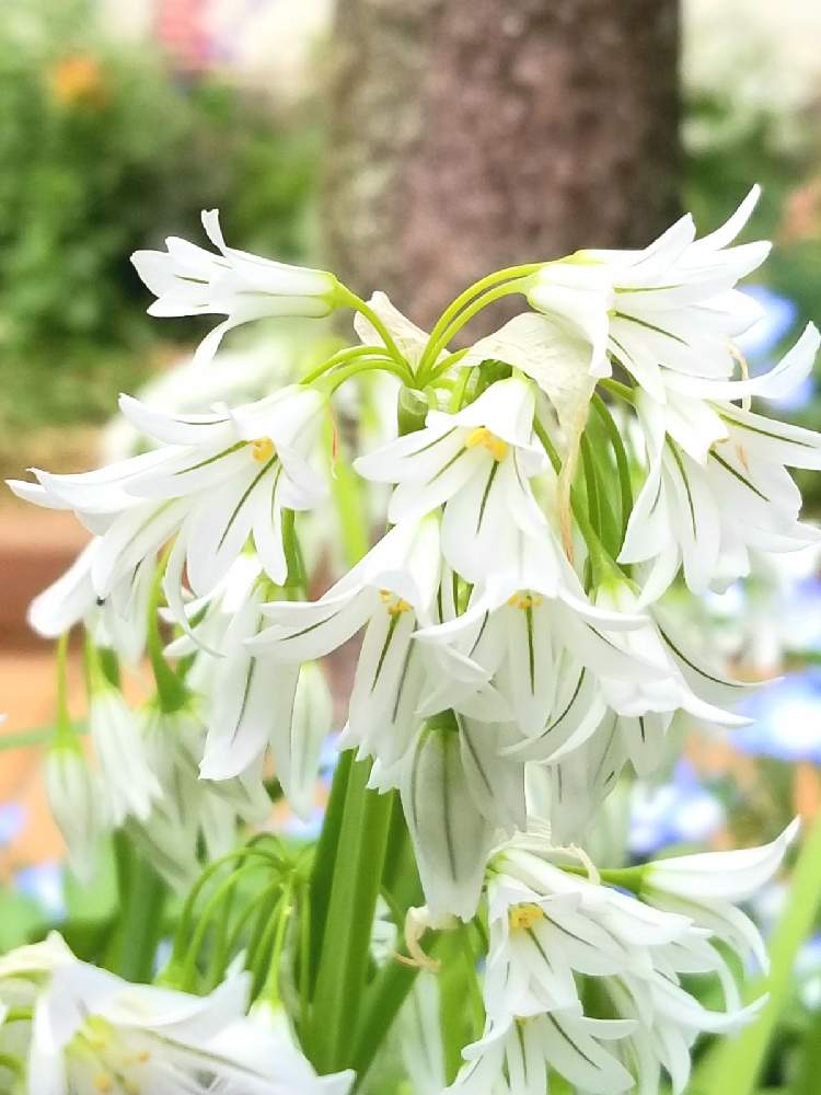 アリウム トリケトラム ミツカドネギ の投稿画像 By さっちんさん 21月4月6日 Greensnap グリーンスナップ