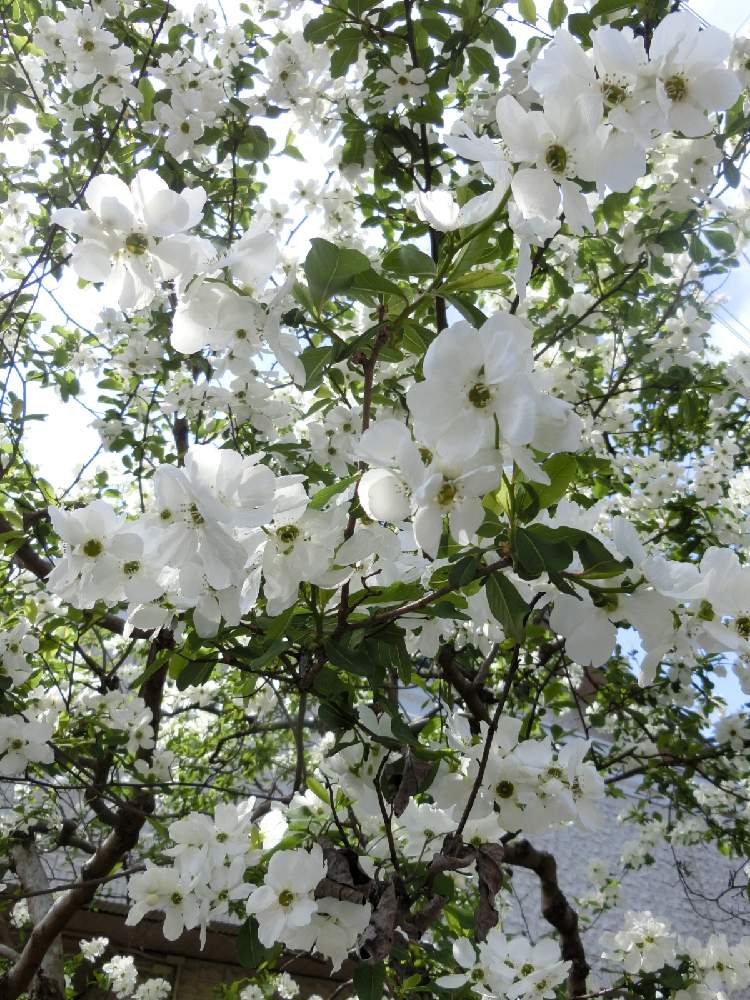 リキュウバイの投稿画像 By Kevinさん 癒しとおうち園芸とお花大好き と 珍しい植物と可愛いと花のある暮らしと中国原産とかわいいと白い花と リキュウバイ 21月4月6日 Greensnap グリーンスナップ
