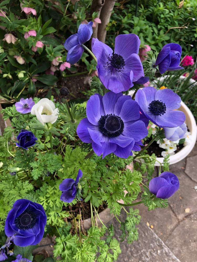 アネモネの投稿画像 By チャコにゃんさん アネモネブルーのじゅうたんとアプローチと 秋植え球根21 フォトコンテストとネコ好きとガーデニング大好きとおうちde菜園とおうち園芸と花のある暮らしと 秋植え球根21 フォトコンテストとネコ好きとガーデニング大好き