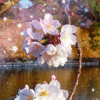 さくら 桜の投稿画像一覧 Greensnap グリーンスナップ