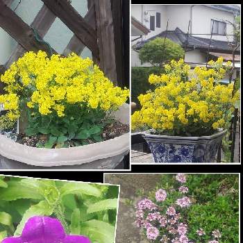 門の花壇の画像 by メリーさん | 小さな庭とおうち園芸とタイム  ハーブと門の花壇と鉢植えと小さい花壇とアリッサム黄色とカンパニュラ紫と花のある暮らしと狭い花壇と地植え