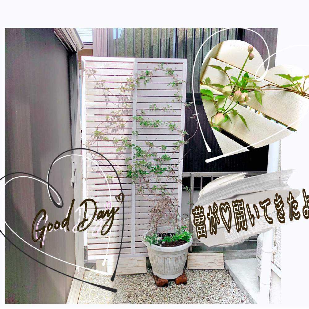 フェイクドアを作ろう！！｜🍀GreenSnap（グリーンスナップ）
