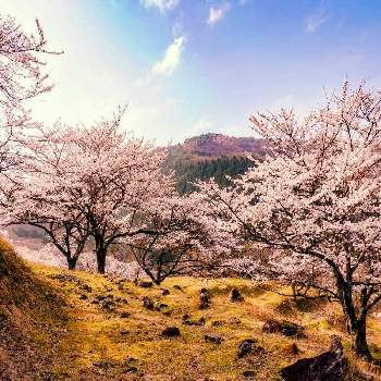 桜と青空の投稿画像一覧 Greensnap グリーンスナップ