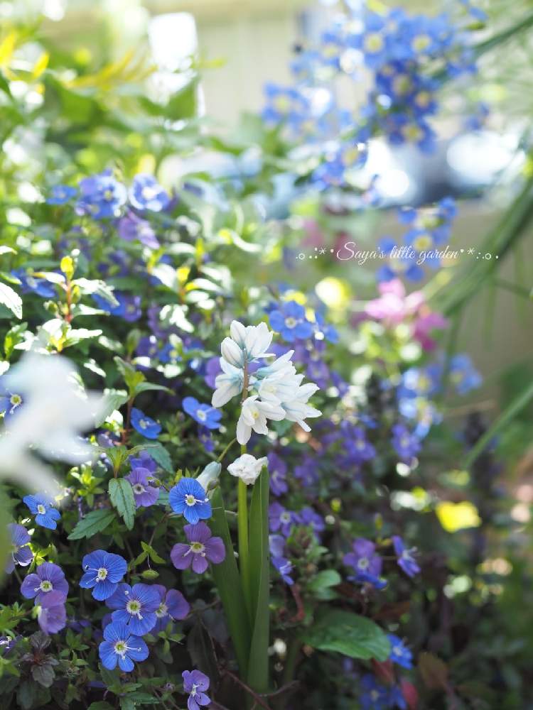 ヘリオフィラの投稿画像 By さやさん ベロニカ オックスフォードブルーとプスキニア リバノチカとコラボとカメラ女子と花壇とマイガーデンとおうち園芸と美しいとガーデニングと花のある暮らしとお花は癒しとかわいいな とグランドカバー 21月4月6日 Greensnap