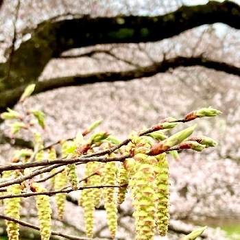 キブシ科の投稿画像一覧 Greensnap グリーンスナップ